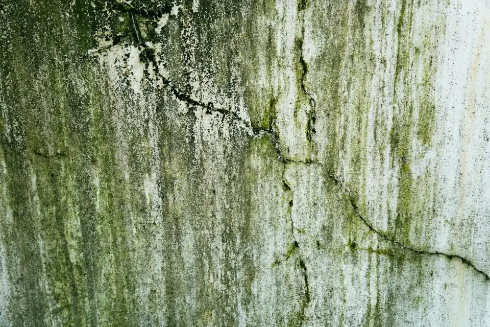 Our Story: Protecting Dallas Homes from Mold